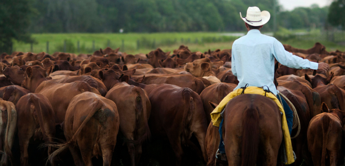 Trump goes after the companies ranchers blame for the beef price squeeze